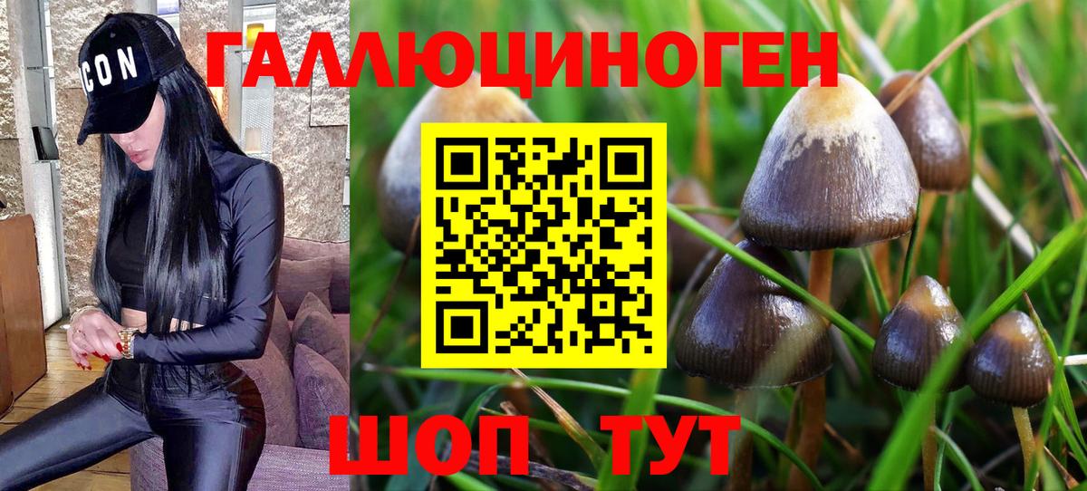 Псилоцибиновые грибы GOLDEN TEACHER Миллерово